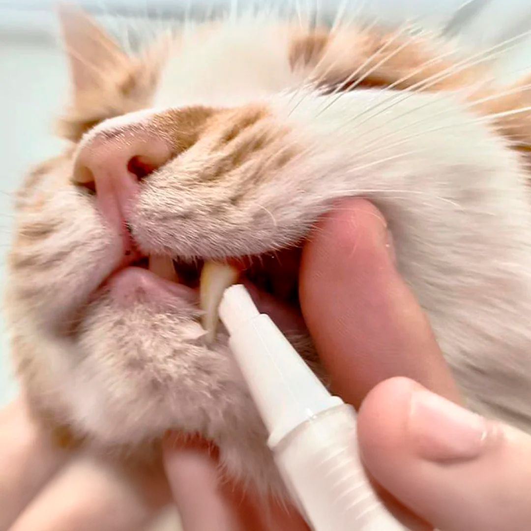 Escova dental em gel para cães e gatos